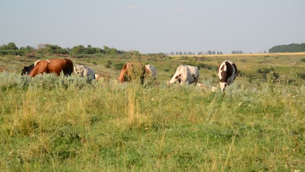 Troupeau de vaches broutant dans la prairie 