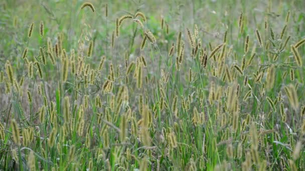 Herbes de prairie dans la partie européenne de la Russie 