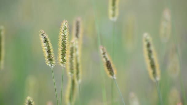 Prairie herbe zone close-up — Video