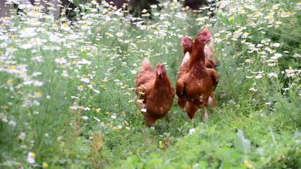 Кури їдять траву в природі — стокове відео