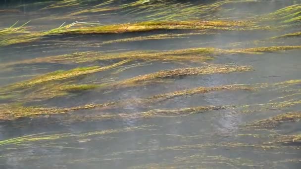 Маленька річка, вирощена очеретом і каченятами — стокове відео