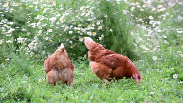 Pedigrí Gallinas comiendo hierba en la naturaleza — Vídeos de Stock