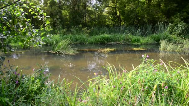 El río poco profundo en verano en un día soleado — Vídeo de stock