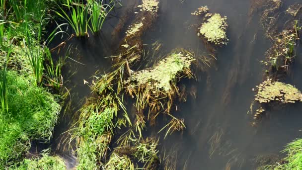 Small river overgrown with reeds and duckweed — Stock Video