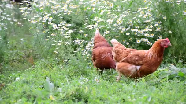 Hühner fressen Gras in der Natur — Stockvideo