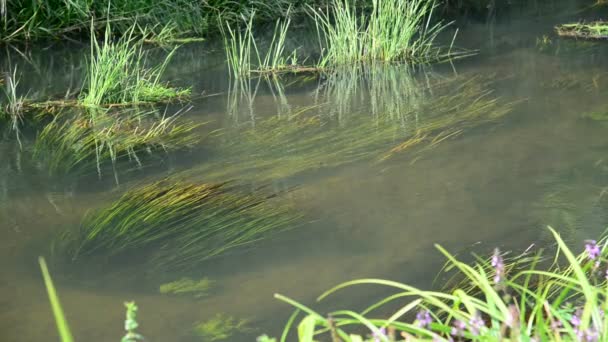 Detalj liten flod bevuxen med alger — Stockvideo