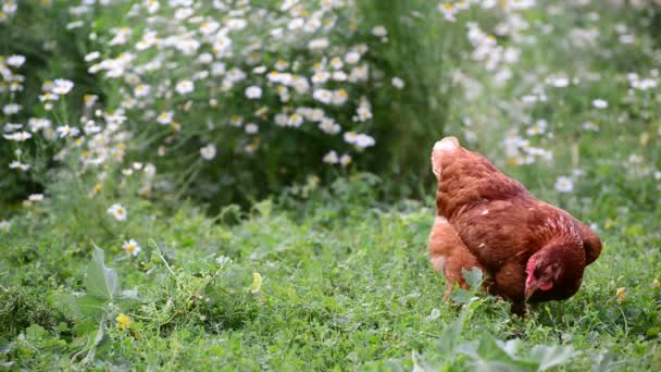 Rode kip eten gras in de natuur — Stockvideo