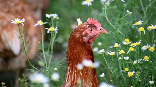 Porträt von Vollblut-Hühnern in der Natur — Stockvideo