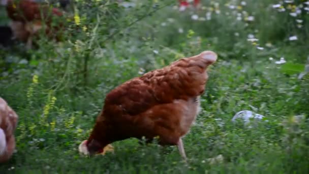 Hönsen äter på naturen — Stockvideo