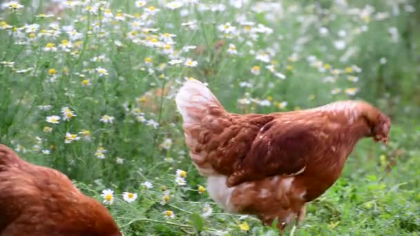 Pedigree Hens eating grass in nature — Stock Video