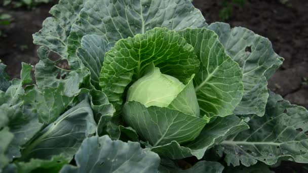 Head of cabbage in garden — Stock Video