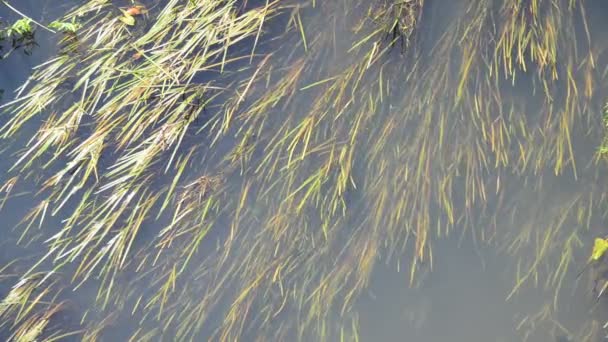 Petite rivière envahie par les roseaux et l'asclépiade — Video