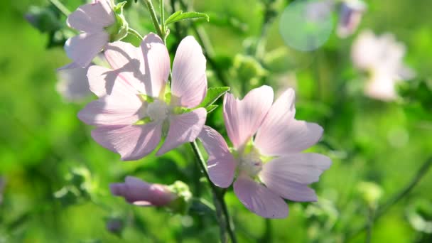 Purple pink meadow mallow flowers Malva close up — Stock Video