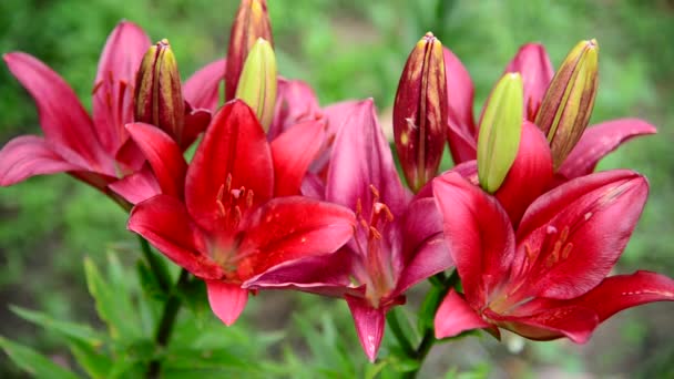 Hermosos lirios borgoña en el jardín — Vídeo de stock