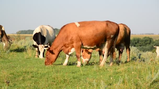 Motley vaca mordisqueando la hierba en el prado — Vídeo de stock