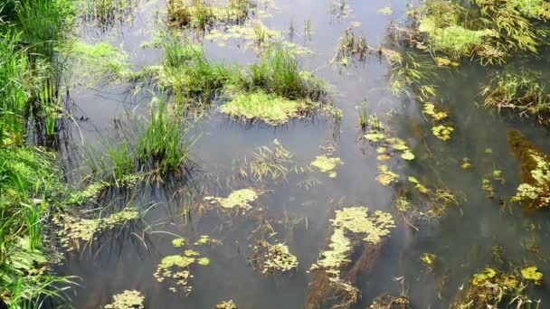 Маленька річка, вирощена очеретом і каченятами — стокове відео