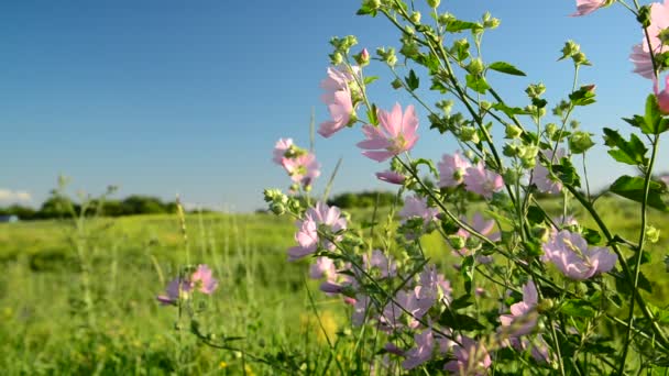 Фіолетові рожеві лугові квіти Мальва — стокове відео