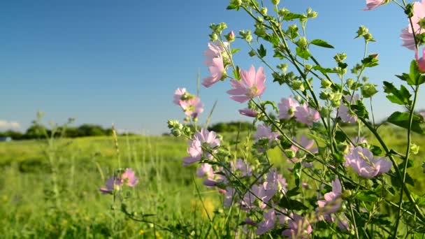 Lila rosa Wiese Malvenblüten Malva — Stockvideo