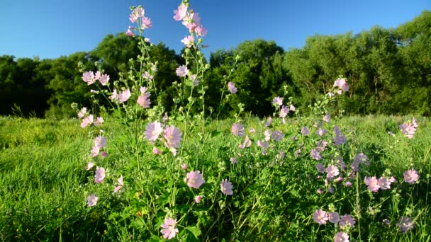 Lila rosa ängen mallow blommor Malva — Stockvideo