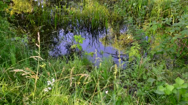 Riviertje begroeid met riet en kroos in Centraal-Rusland — Stockvideo