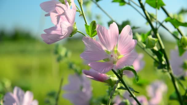 Fialová růžová louka mallow květiny Malva zblízka — Stock video