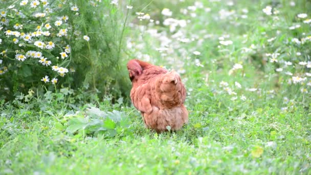 Poulet pur marche dans la cour 