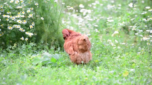 Pollo de pura raza camina en el patio — Vídeo de stock