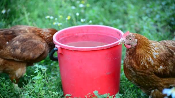 Dois frango perto de balde de água no quintal — Vídeo de Stock