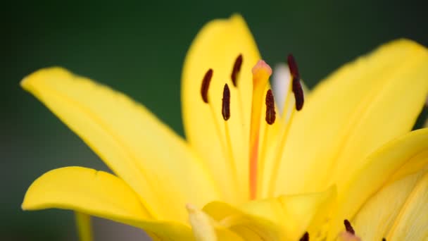 Lírio amarelo grande close-up — Vídeo de Stock