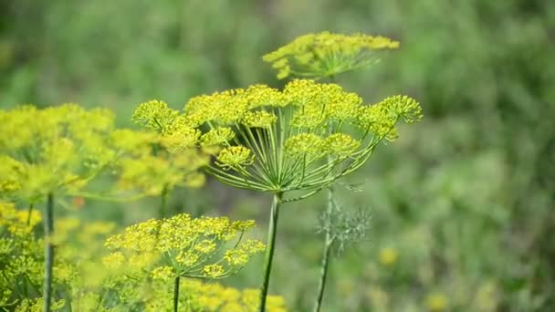 Sonnenschirme aus Fenchel mit Samen Nahaufnahme — Stockvideo