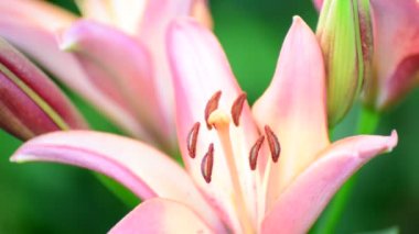 Büyük pembe lily yakın çekim