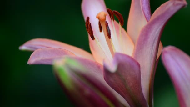 Big pink lily close-up — Stock Video