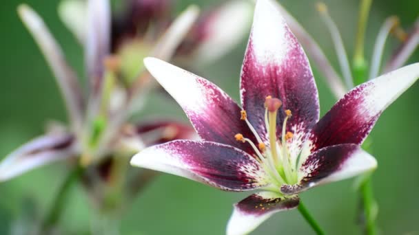 Lily białe i fioletowe kwiaty w ogrodzie — Wideo stockowe