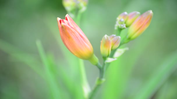 Bud rózsaszín liliom közelről a természetben — Stock videók
