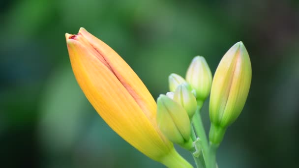 Zbliżenie żółty lily Bud w przyrodzie — Wideo stockowe