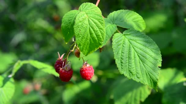 Himbeere auf Zweig. Sommer sonniger Tag — Stockvideo