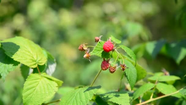 Raspberry on branch. Summer sunny day — Stock Video