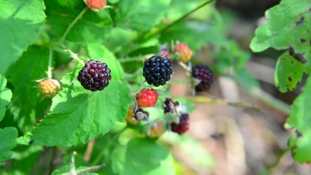 黑莓在分支上。夏天阳光灿烂的日子 — 图库视频影像