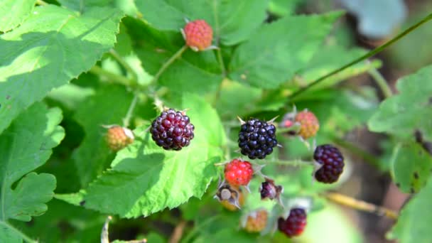 Moras en rama. Día soleado de verano — Vídeo de stock