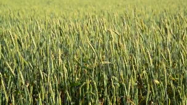 Campo di grano giovane al tramonto — Video Stock