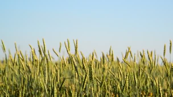 Campo de trigo joven Primer plano al atardecer — Vídeo de stock