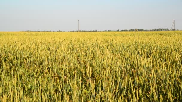 Field of young wheat on sunset — Stock Video