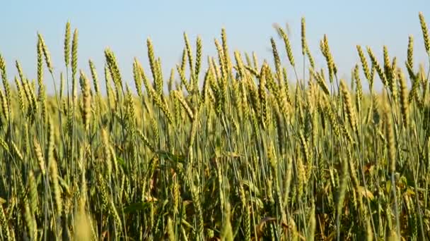 Campo di grano giovane Primo piano al tramonto — Video Stock