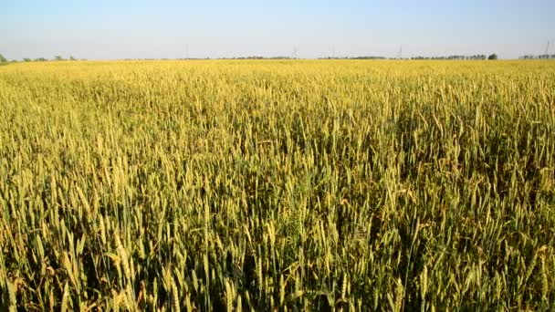 Campo de trigo joven al atardecer — Vídeos de Stock