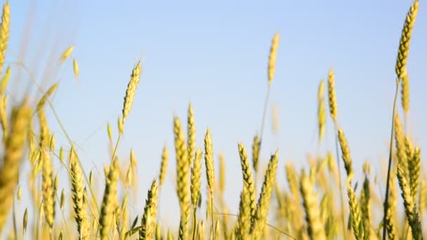 Campo de trigo joven Primer plano al atardecer — Vídeos de Stock