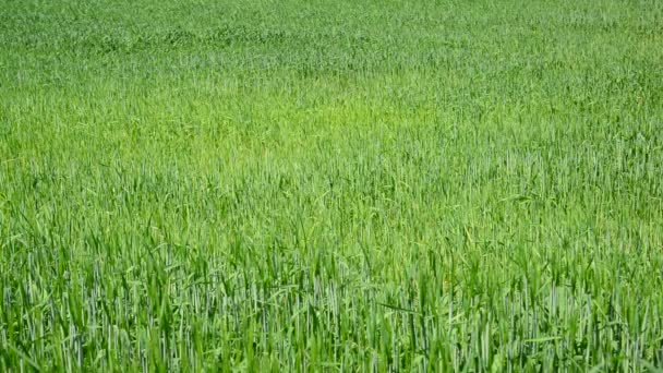 日によって若い小麦畑 — ストック動画