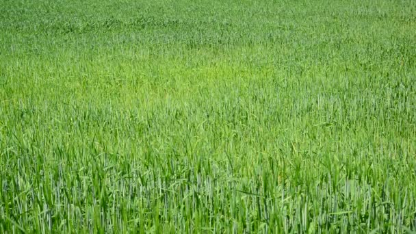 Campo de trigo joven durante el día — Vídeos de Stock