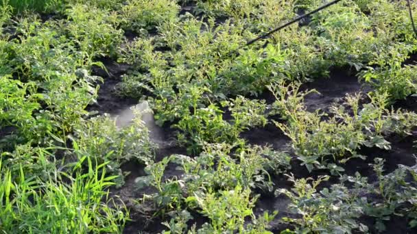 Tuinman sprays pesticiden op aardappel laat kevers — Stockvideo