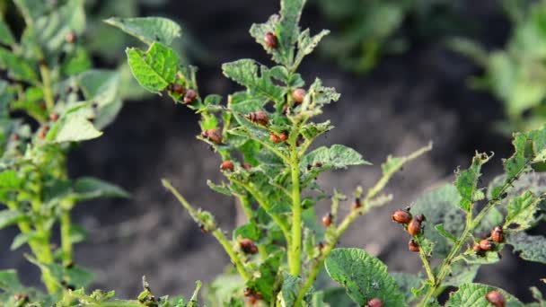 Larves de dendroctone de la pomme de terre sur le dessus — Video