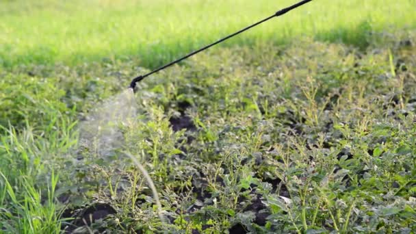 Садовник распыляет пестициды на картофельных листьях жуков — стоковое видео